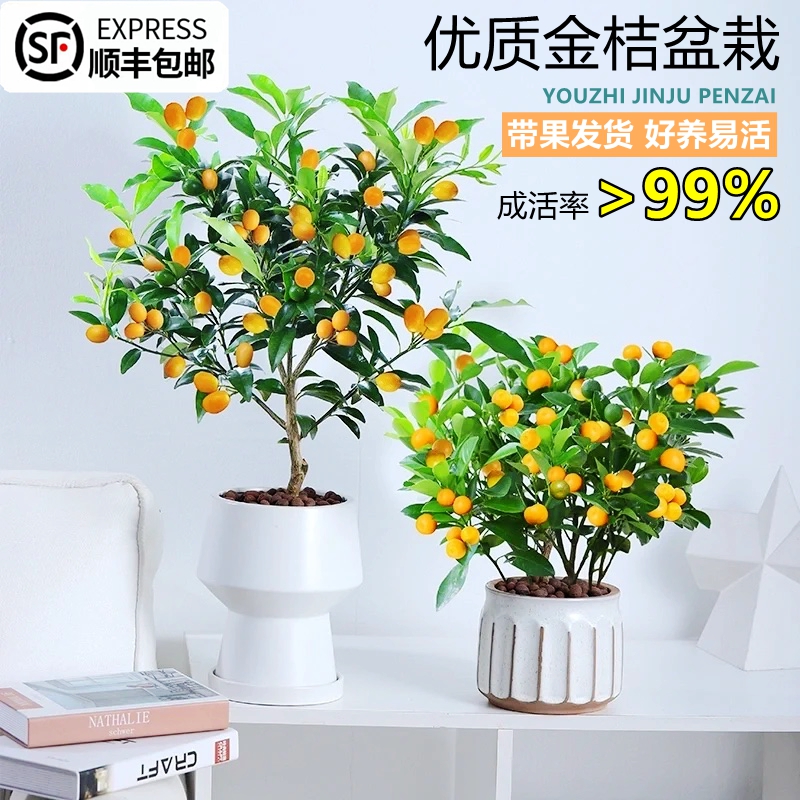 金桔树客厅盆栽可食用绿植