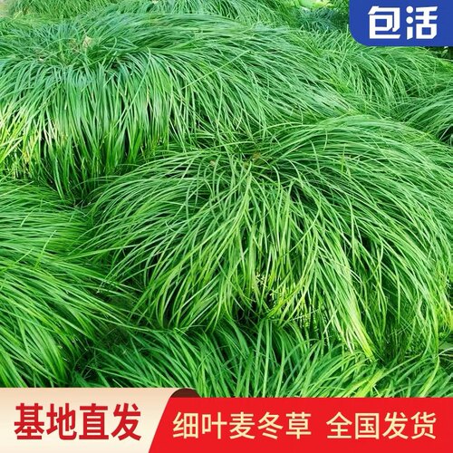 细叶麦冬庭院绿化观赏草坪耐寒