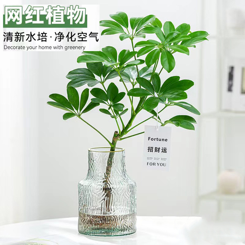 八方来财水培植物盆栽室内客厅四季常青