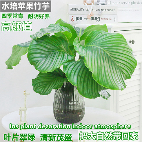 水培植物青苹果竹芋大叶网红绿植室内卧室好养净化空气水养盆栽