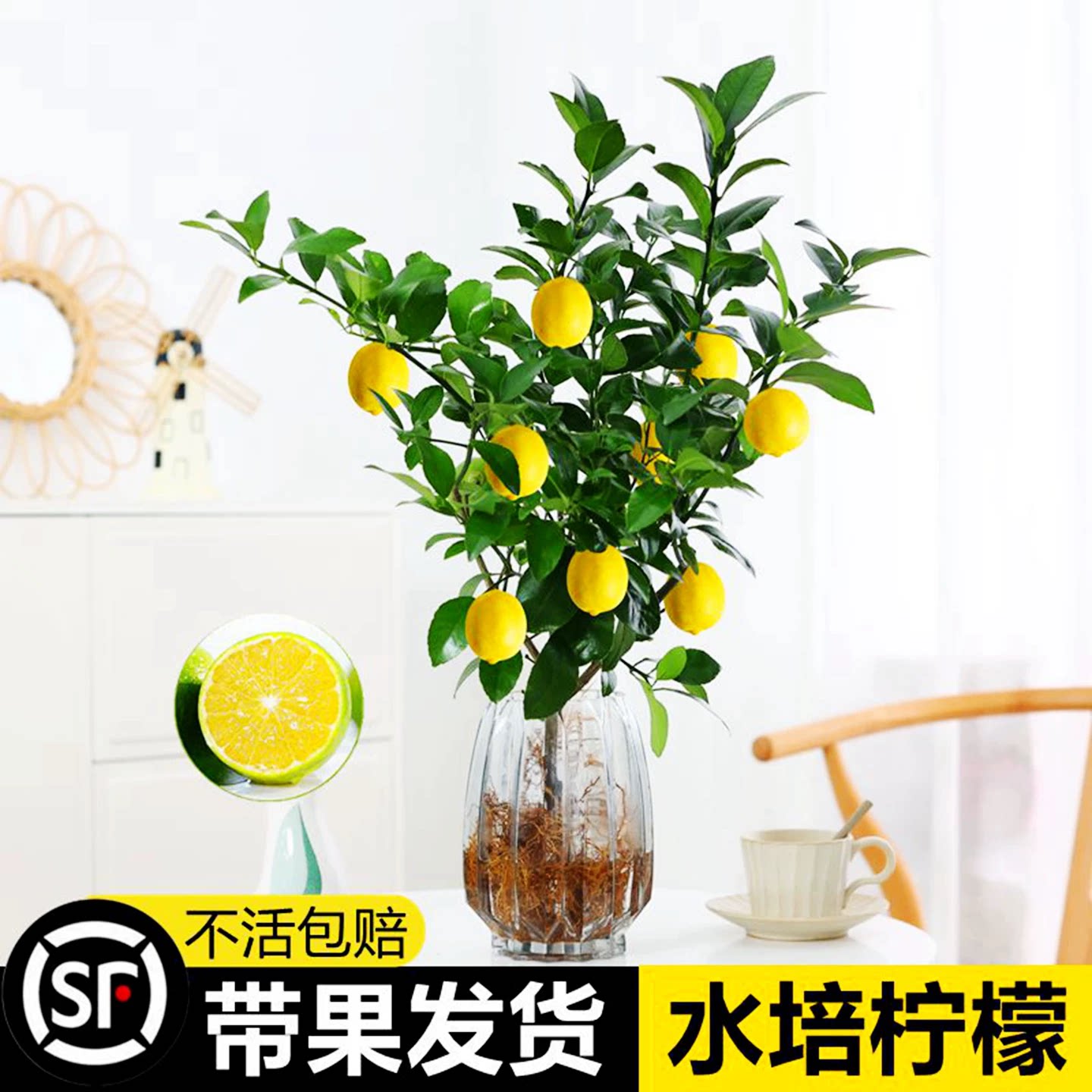 水培植物香水柠檬树花卉盆栽水果食用室内办公室带果四季好养绿植