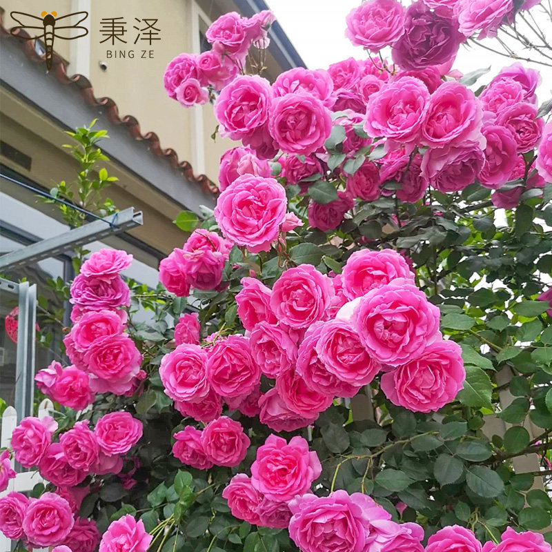 爬藤月季花苗大游行大花盆栽藤本花卉阳台庭院浓香玫瑰蔷薇植物