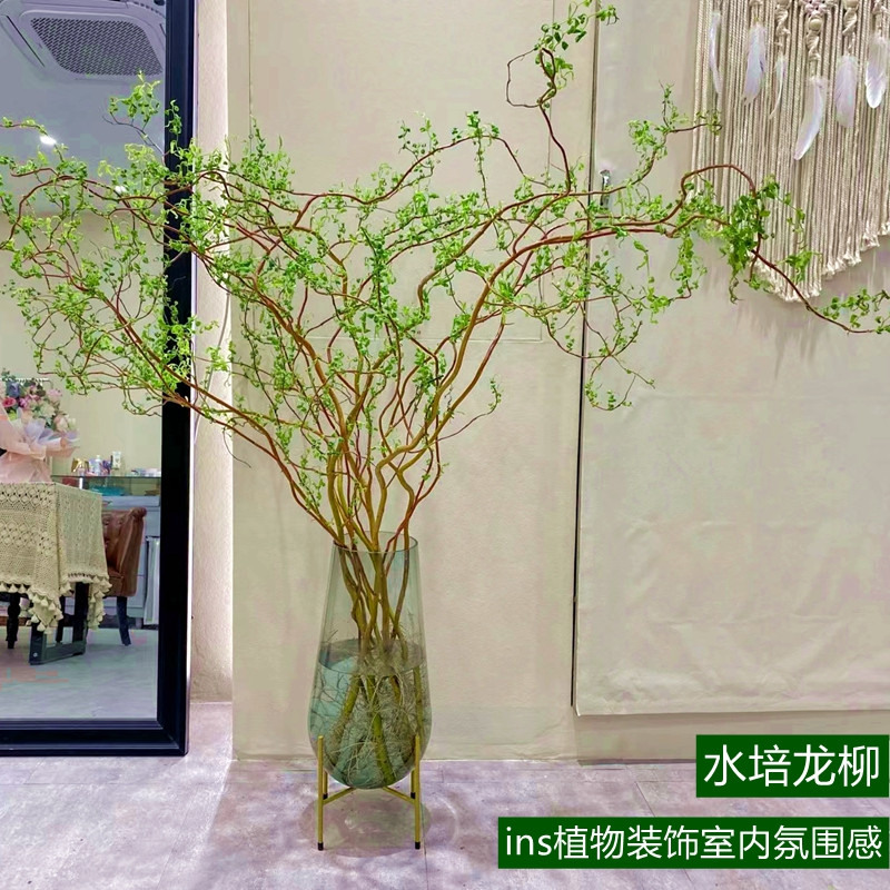 龙柳鲜枝干枝支雪柳插花客厅水培植物室内鲜花四季好养活水养花卉