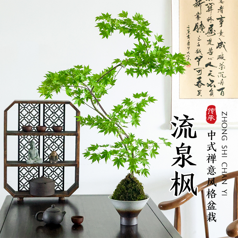 流泉枫苔藓球盆栽绿植禅意茶室盆景室内植物书房桌面枫树造型摆件