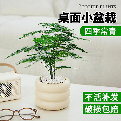 文竹盆栽四季常青好养易活