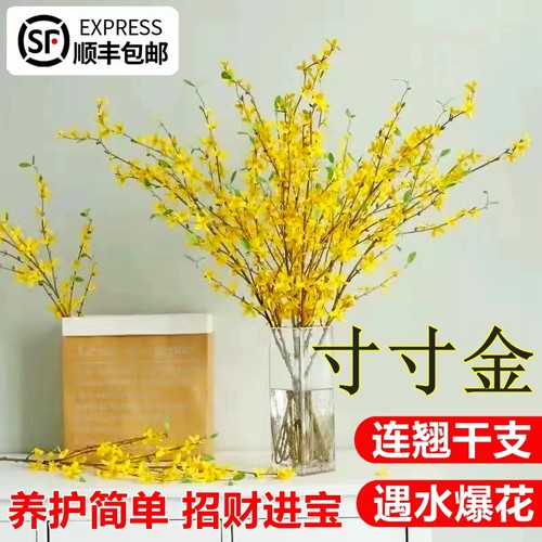 水培植物寸寸金盆栽鲜花遇水爆花