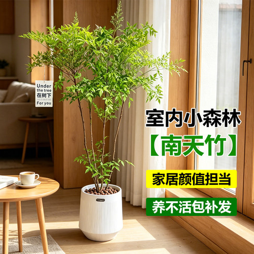 南天竹盆栽树苗大型绿植老桩盆景