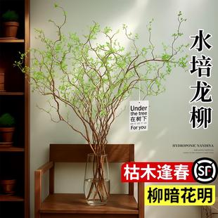 鲜枝水养龙柳鲜枝活龙柳水培植物花卉干支雪柳干枝插水开花好养活