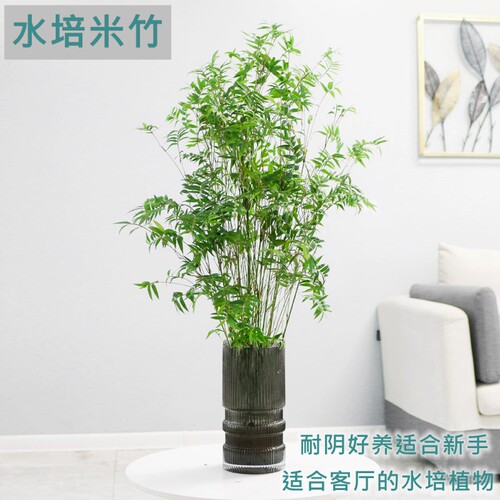 绿植米竹小型桌面水养观赏植物