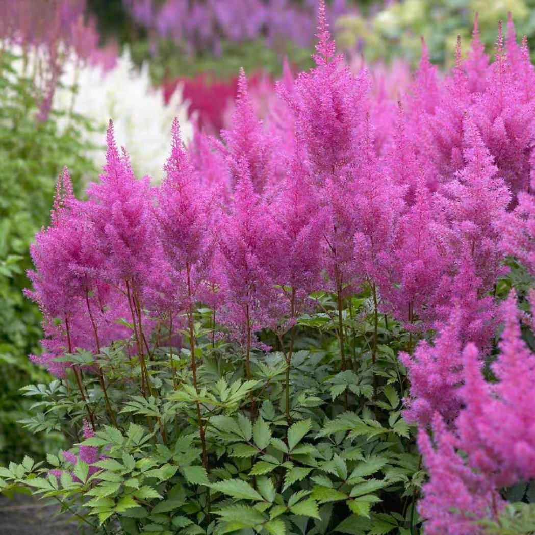 落新妇根块进口种球花卉裸根苗多年生庭院耐寒耐阴花卉盆栽地栽