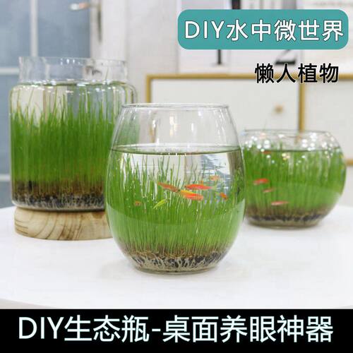 Diy玻璃鱼缸价格 Diy玻璃鱼缸图片 星期三