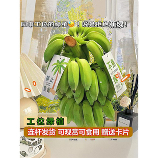 禁止蕉绿水培植物香蕉水果室内可食用芭蕉办公室桌面工位绿植盆栽