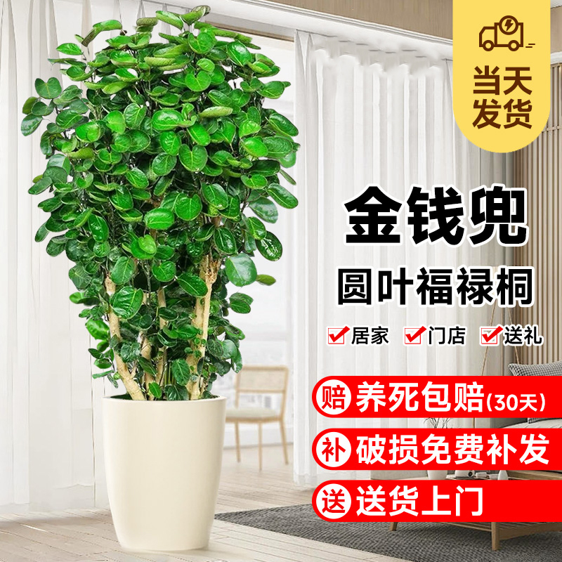 金钱兜盆栽客厅大型绿植好养易活
