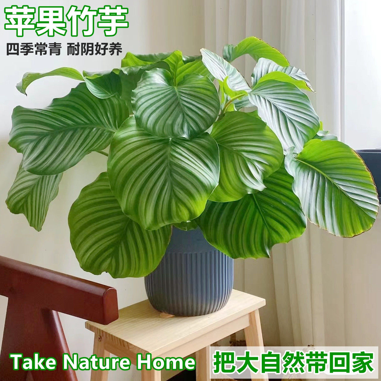 水培青苹果竹芋大叶网红植物室内盆栽卧室好养净化空气水养绿植