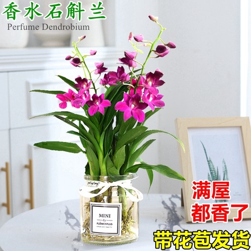 秉泽石斛兰草本植物室内四季水培