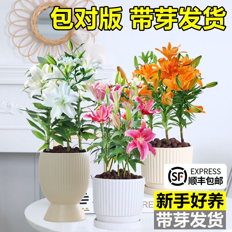 百合种球带芽发货好养活四季开花