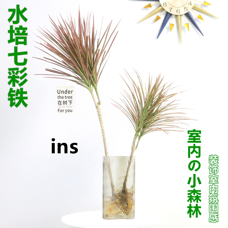 水培植物七彩铁水养盆栽带根老桩千年木马尾铁比马醉木吊钟好养