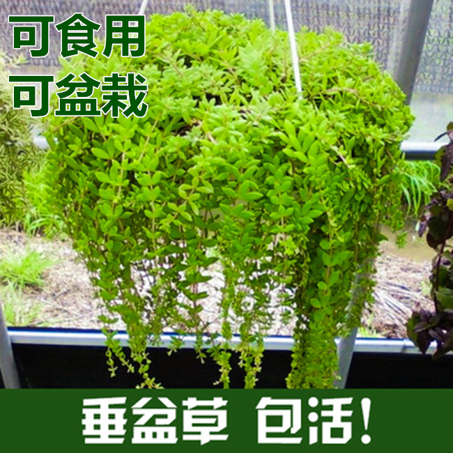 垂盆草盆栽中药苗食用养肝草吊兰图片