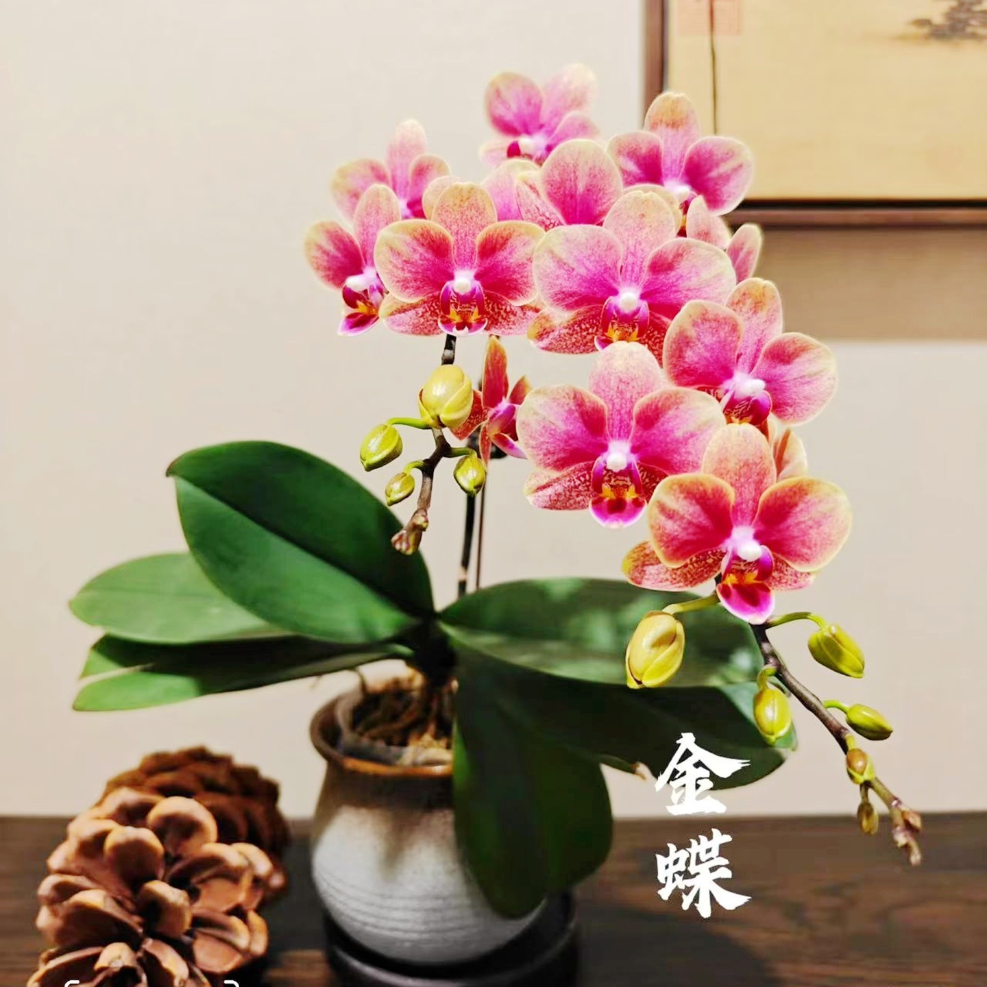 蝴蝶兰盆栽带花苞大苗鲜花卉客厅轻奢高级感真花四季好养开业乔迁,鲜花速递/花卉仿真/绿植园艺,时令草本花卉,淘宝优惠券,粉丝福利购,淘宝优惠卷