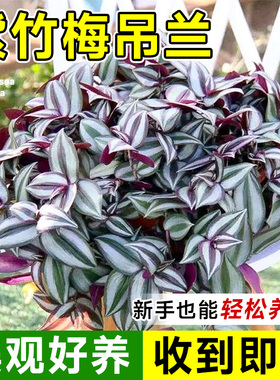 紫色吊兰植物紫叶吊竹梅室内室外绿植花卉盆栽垂吊盆栽懒人养花卉