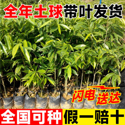 金丝楠木树苗名贵盆栽南方种植