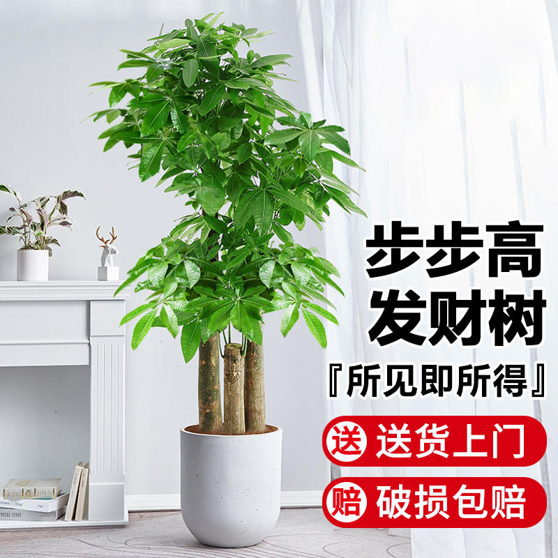 三杆步步高发财树绿植耐旱耐阴