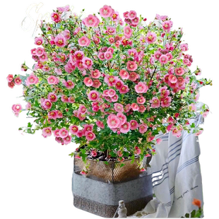 小木槿棒棒糖丛生花苗花卉盆栽植物室内阳台绿植月季蓝雪花带花苞