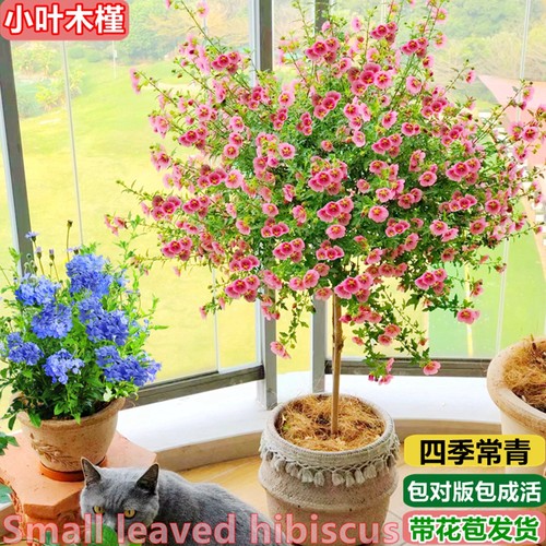 棒棒糖果汁阳台小木槿月季