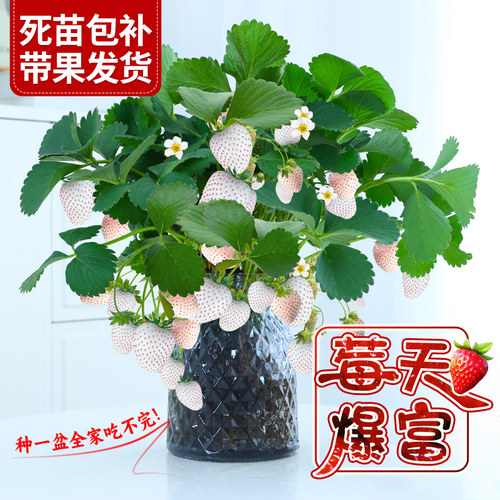白草莓室内庭院四季水培可食用