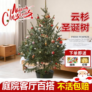 真圣诞树真树盆栽室内绿植花卉挪威云杉树苗活的冷杉诺贝松南洋杉