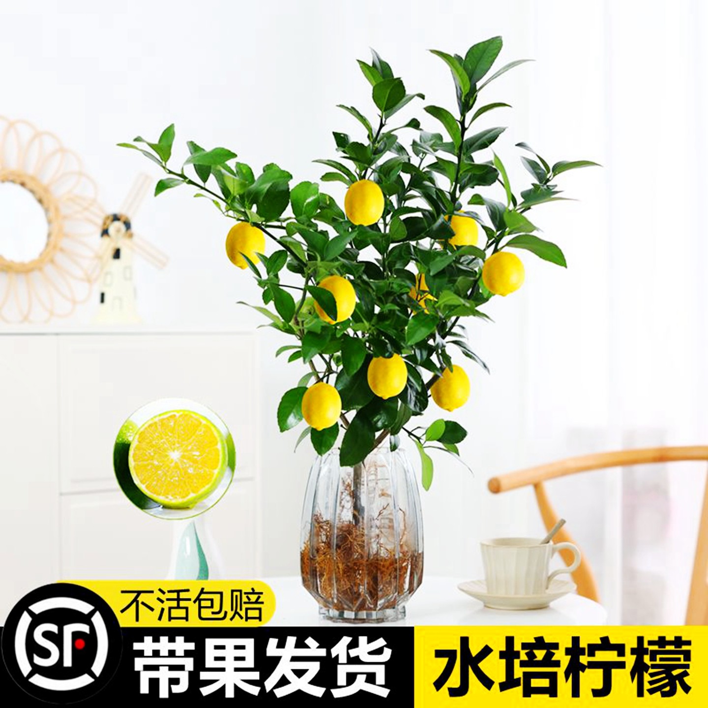水培植物香水柠檬树盆栽花卉绿植室内好养可食用水果办公室桌面
