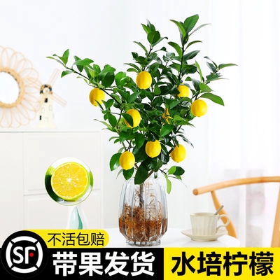 水果柠檬树盆栽办公室好养桌面