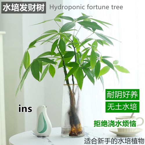 发财树招财树桌面盆栽客厅