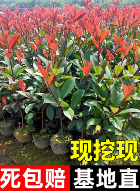 红叶石楠树苗花苗绿化苗木植物绿篱冬青室外庭院四季好养花卉绿植