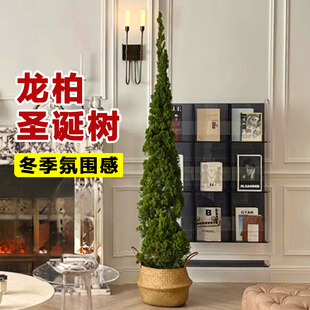 松柏树苗龙柏盆栽客厅绿植高级感室内大型观叶植物高端大气好养活