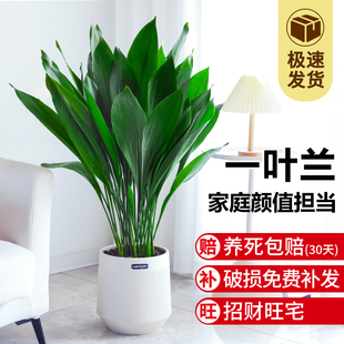 一叶兰绿植室内客厅大叶大型植物盆栽办公室四季好养耐寒花卉盆景