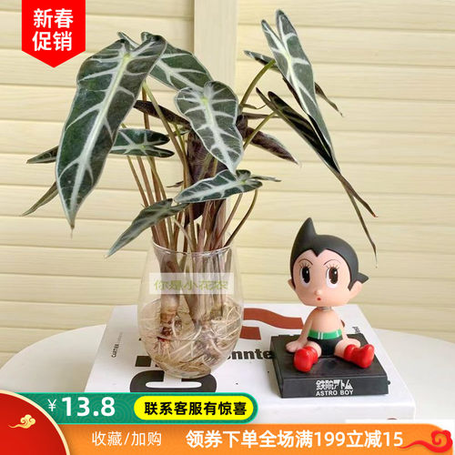 观音莲水培价格 观音莲水培图片 星期三