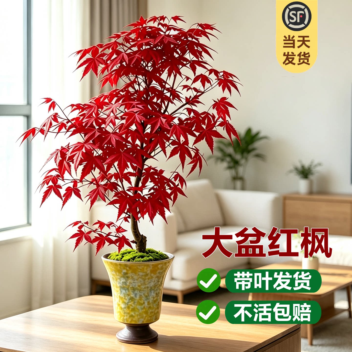 红枫树盆栽日本红舞姬老桩室内图片