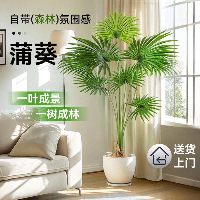 蒲葵绿植大型室内客厅网红植物盆栽旺宅真花好养树苗大叶蒲棕榈竹