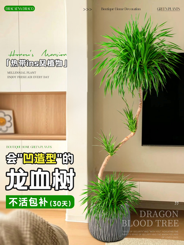 龙血树客厅绿植大型植物盆栽龙须树室内落地大号造型盆景旺宅真树