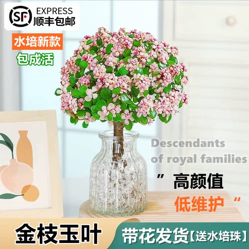 金枝玉叶桌面好养净化空气防辐射
