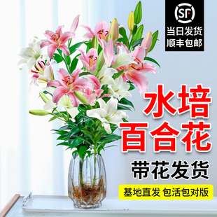 水培植物香水百合花盆栽带花苞室内办公室客厅好养花卉水养插花