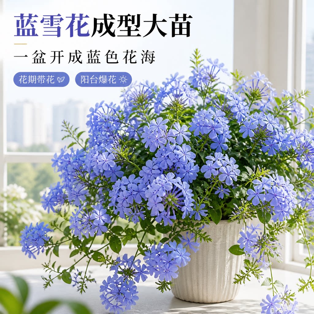 蓝雪花盆栽带花苞发货好养易活图片
