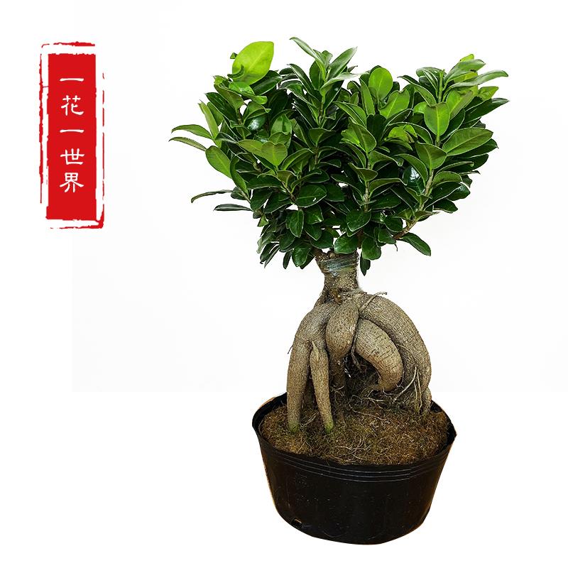 人参榕小叶榕四季常青耐寒榕树造型树桩盆景
