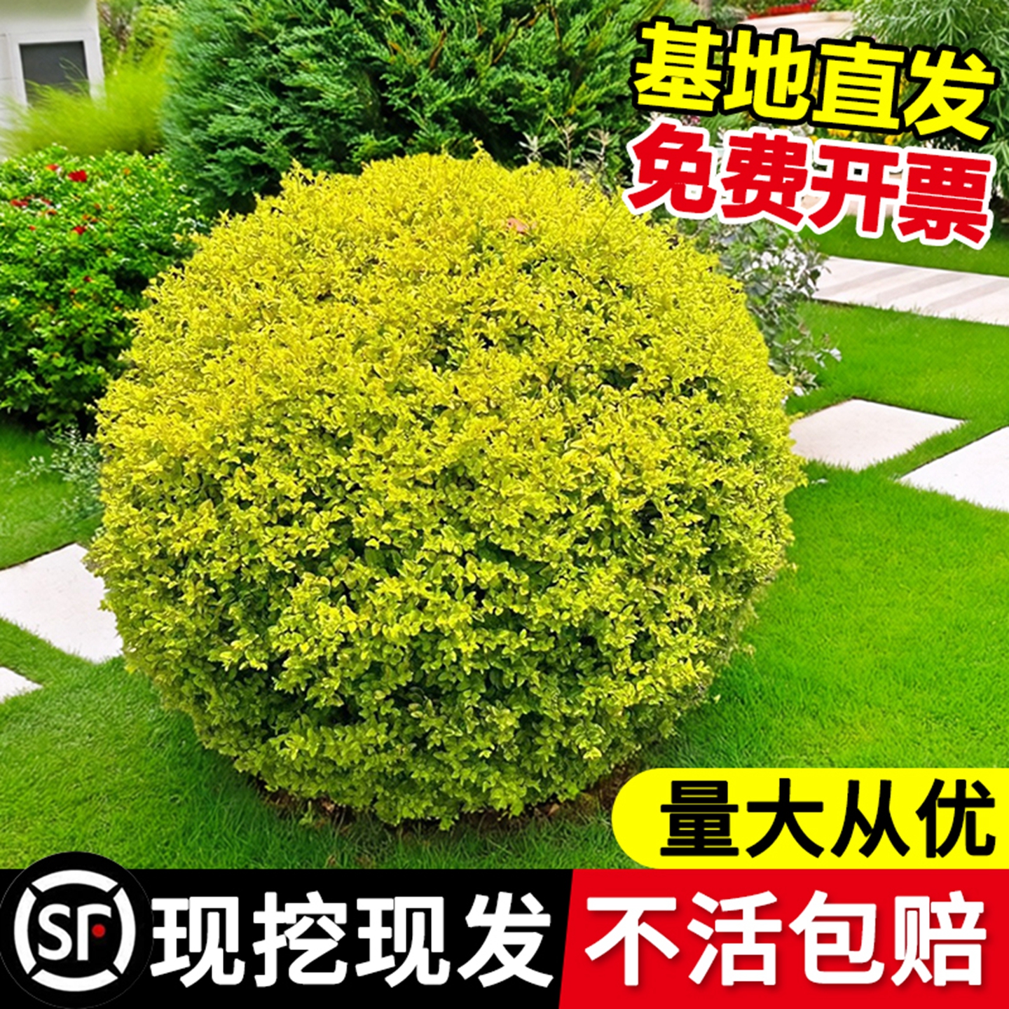 亮晶女贞球造型树棒棒糖塔型