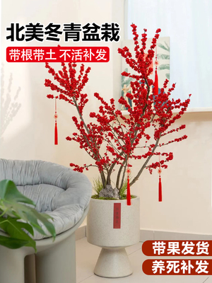 北美冬青盆栽树苗带果客厅特级耐寒年宵花卉植物室内花苗老桩盆景