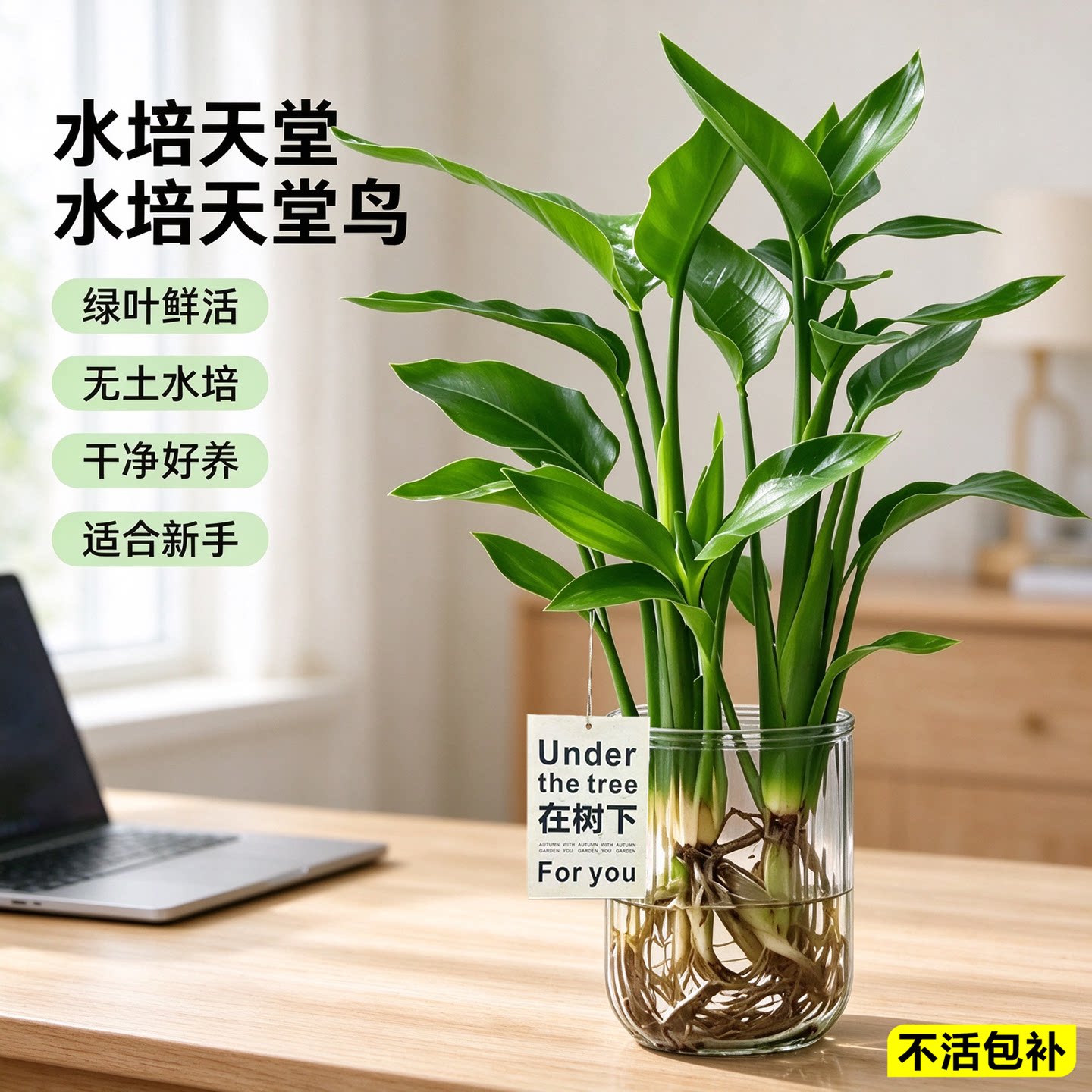 水培天堂鸟懒人好养桌面绿植图片
