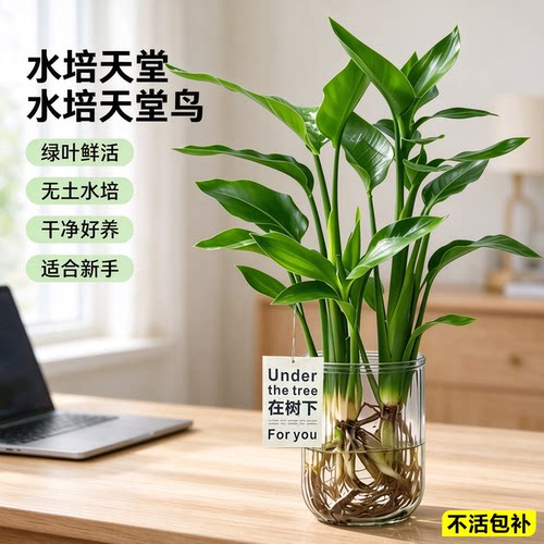 水培天堂鸟懒人好养桌面绿植