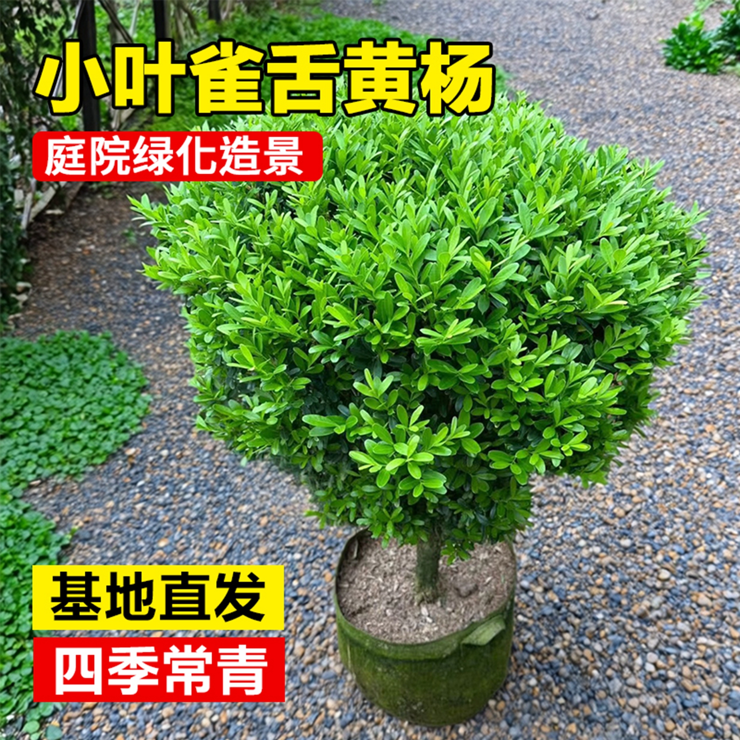 雀舌黄杨树苗球小叶黄杨球瓜子苗