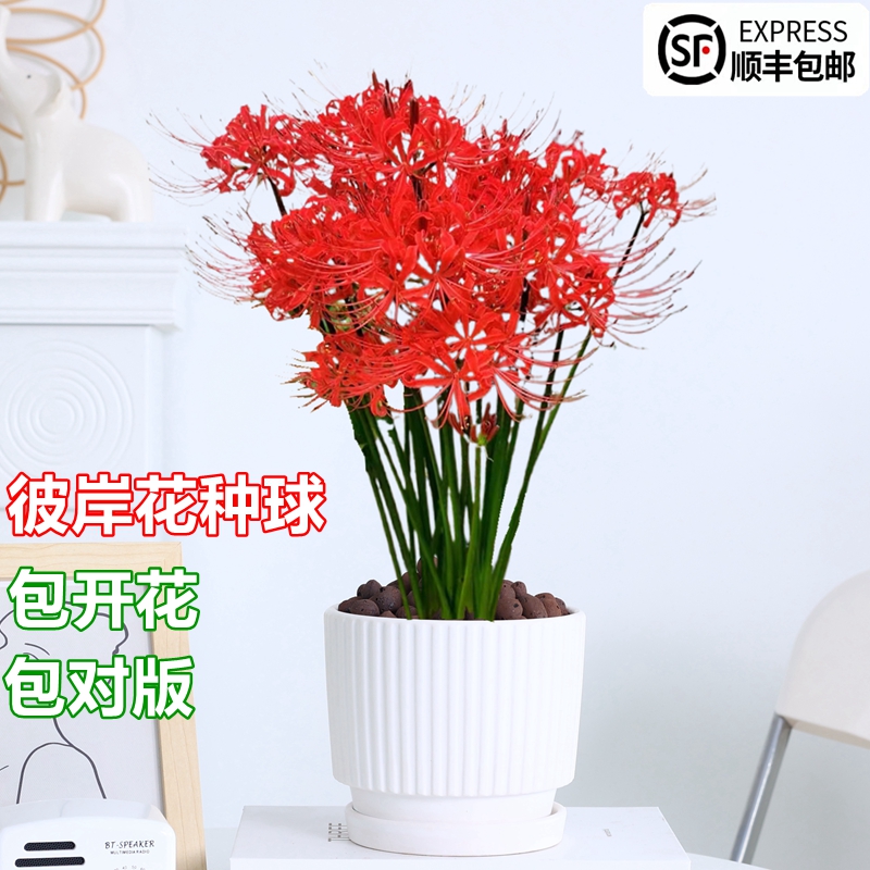 彼岸花球根花卉四季好养易活